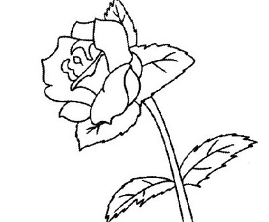 姿態(tài)萬(wàn)千的玫瑰花簡(jiǎn)筆