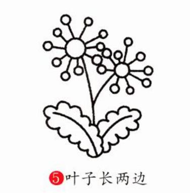 蒲公英簡筆簡易教程