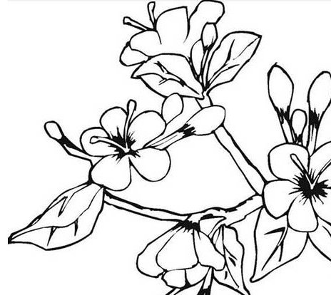 春天開的花朵簡(jiǎn)筆