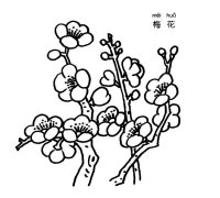 梅花植物花簡(jiǎn)筆畫步驟圖片大全