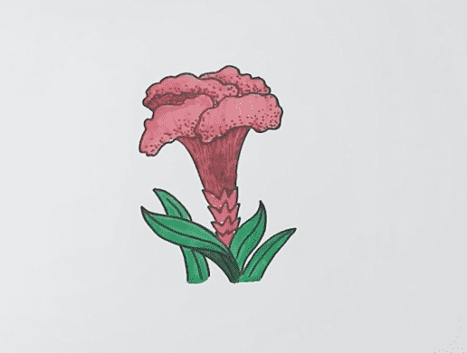 雞冠花簡(jiǎn)筆畫(huà)畫(huà)法步驟教程