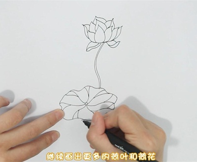 彩色荷花荷葉簡筆步驟