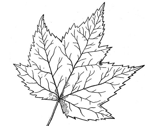 楓葉兒童簡筆