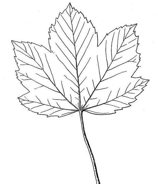 漂亮的楓葉簡(jiǎn)筆畫