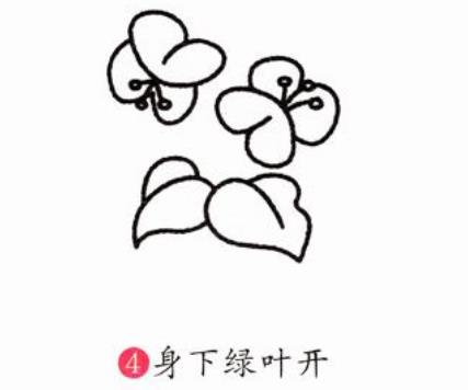 蝴蝶蘭簡筆簡易步驟