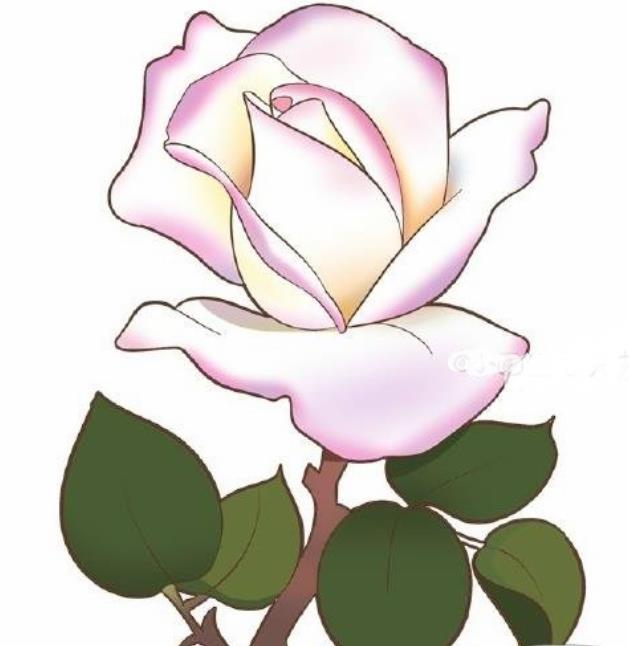 粉色玫瑰花簡筆畫步驟