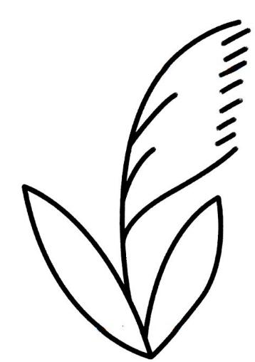 蘆葦?shù)暮喒P畫畫法步驟圖解