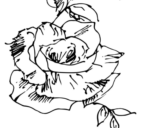 姿態(tài)萬(wàn)千的玫瑰花簡(jiǎn)筆