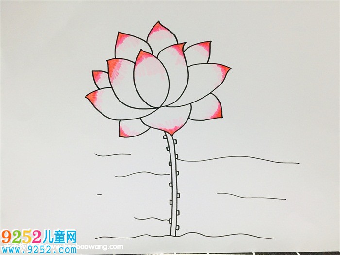 一步一步教我畫(huà)荷花