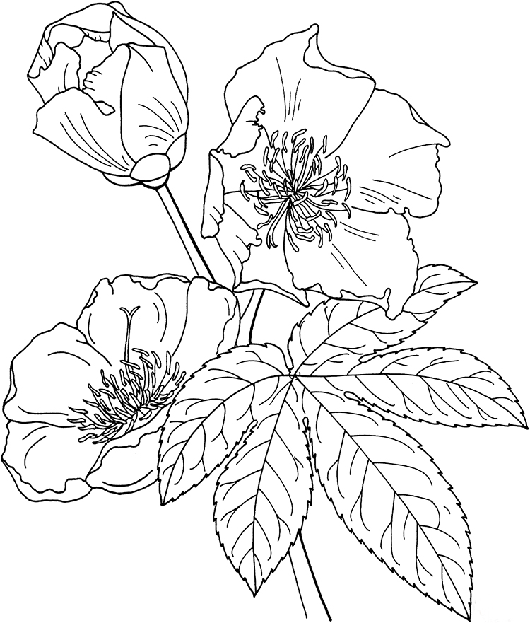 迎春花簡筆畫教程圖片