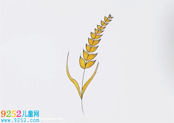 麥穗<a href=http://www.inspiredelm.com/jianbihua/ target=_blank class=infotextkey>簡筆畫</a>