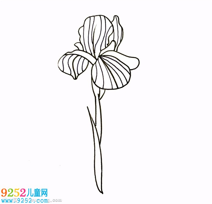 鳶尾花怎么畫