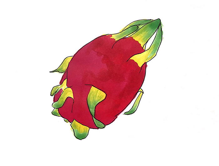 火龍果<a href=http://www.inspiredelm.com/jianbihua/ target=_blank class=infotextkey>簡筆畫</a>
