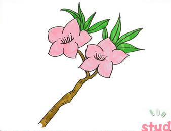 桃花簡筆畫