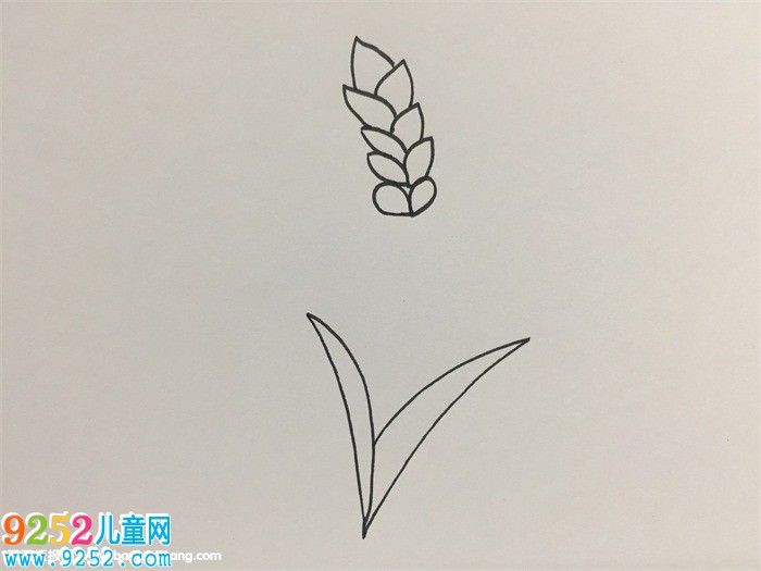 小麥怎么畫最簡(jiǎn)單