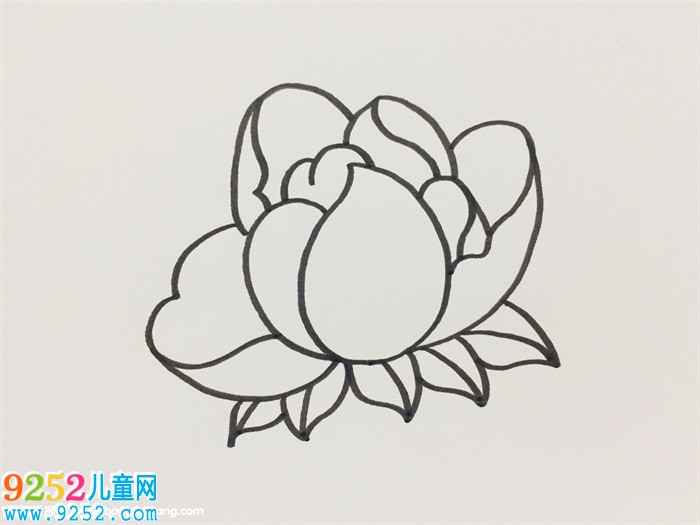芍藥簡(jiǎn)單畫(huà)法