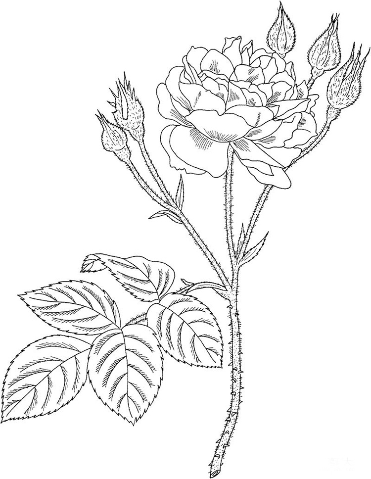 美麗的薔薇花簡筆畫圖片