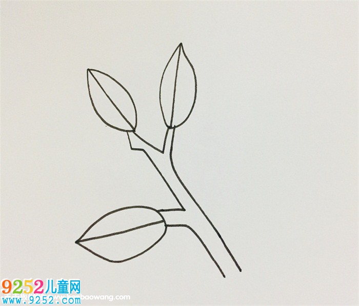 怎么畫(huà)冬青樹(shù)