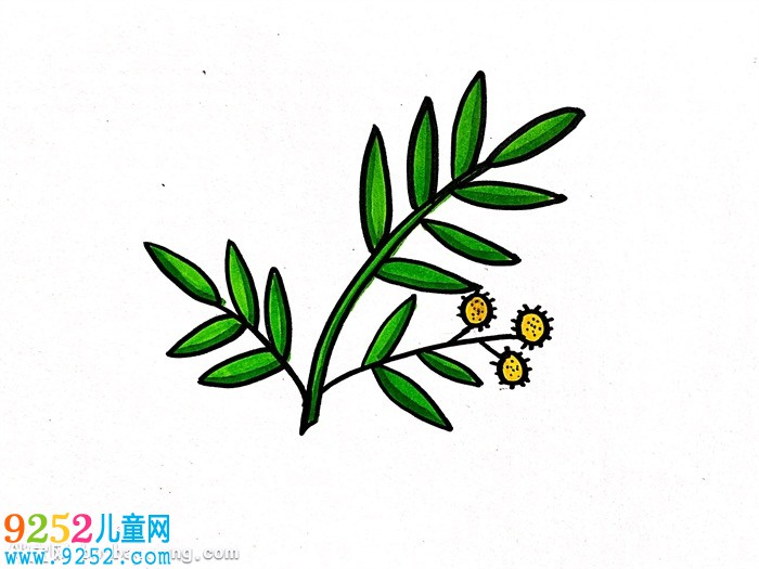 含羞草怎么畫