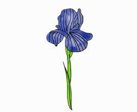 鳶尾花怎么畫？