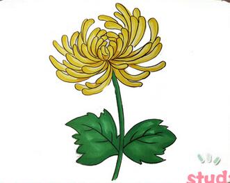 菊花簡(jiǎn)筆畫