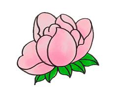 芍藥簡單畫法