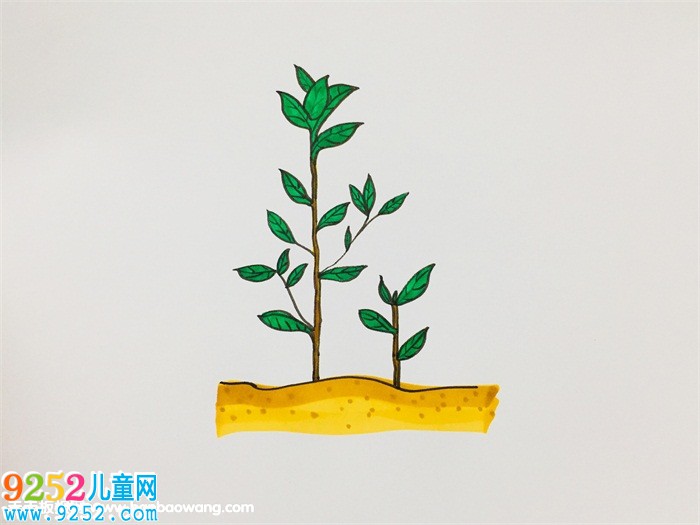 茶樹怎么畫步驟