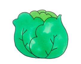 卷心菜怎么畫(huà)？