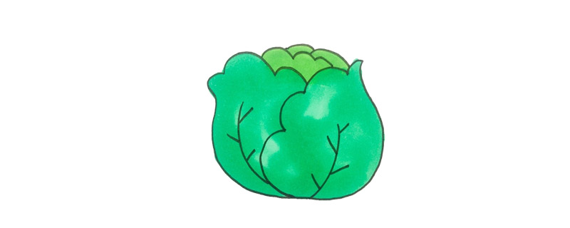 卷心菜怎么畫