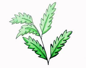 艾草怎么畫？