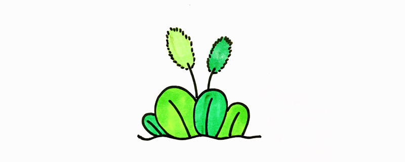 狗尾巴草怎么畫
