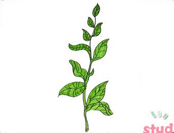 茶樹簡筆畫？