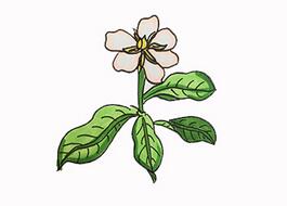 梔子花怎么畫？