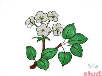 梨花簡筆畫