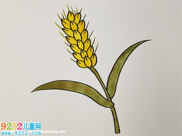 秋天成熟的麥穗<a href=http://www.inspiredelm.com/jianbihua/ target=_blank class=infotextkey>簡筆畫</a>