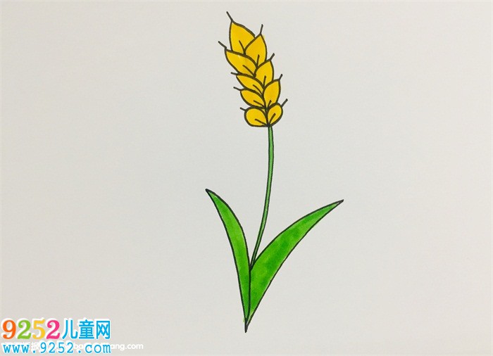小麥怎么畫最簡(jiǎn)單
