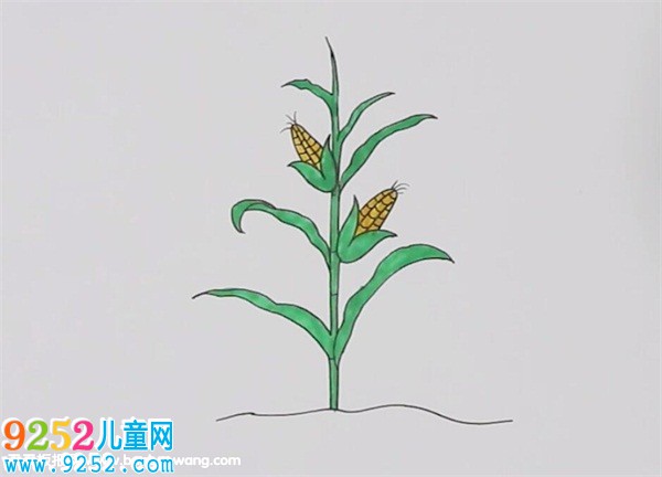 一棵玉米<a href=http://www.inspiredelm.com/jianbihua/ target=_blank class=infotextkey>簡筆畫</a>