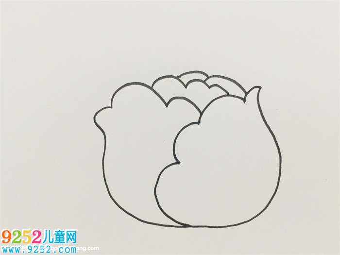 卷心菜怎么畫