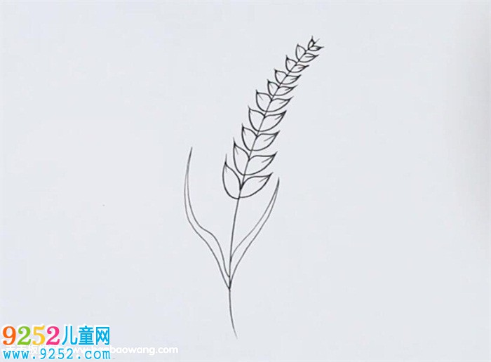麥穗<a href=http://www.inspiredelm.com/jianbihua/ target=_blank class=infotextkey>簡筆畫</a>