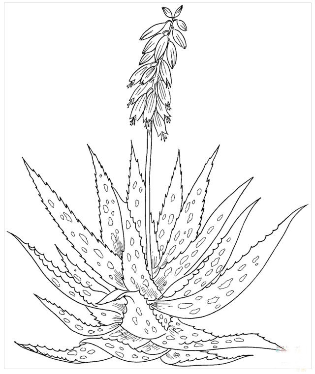 蘆薈簡筆畫圖片