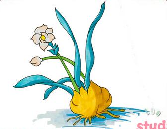 水仙花怎么畫？