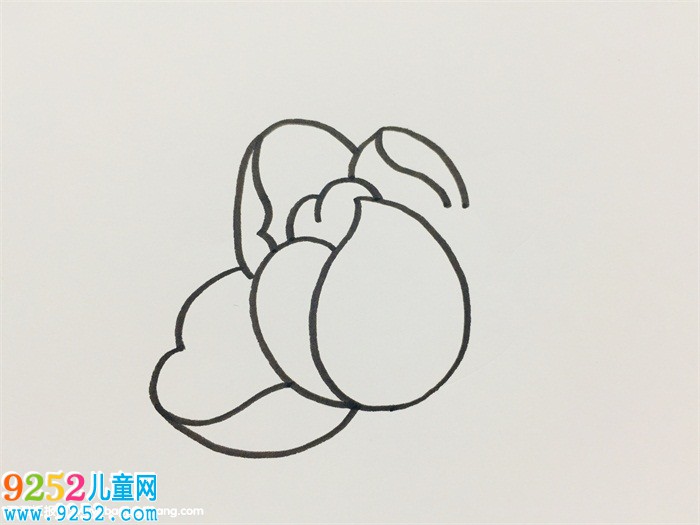 芍藥簡(jiǎn)單畫(huà)法