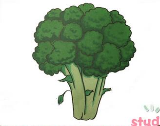 西蘭花簡筆畫