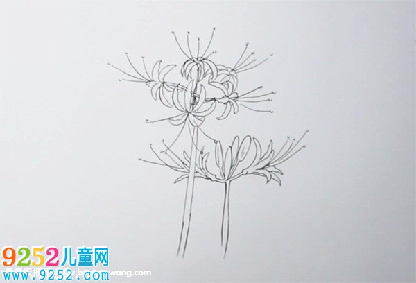 彼岸花怎么畫
