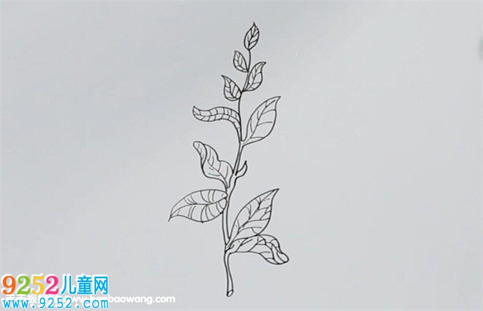 茶葉的畫法
