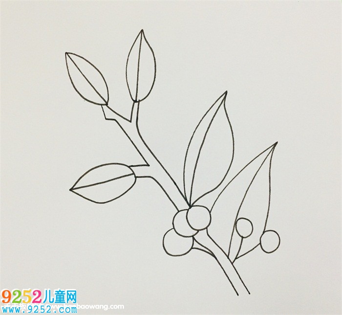 怎么畫(huà)冬青樹(shù)