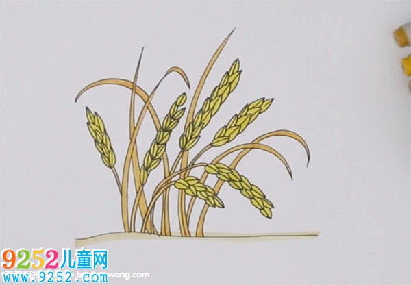 豐收的稻谷<a href=http://www.inspiredelm.com/jianbihua/ target=_blank class=infotextkey>簡筆畫</a>