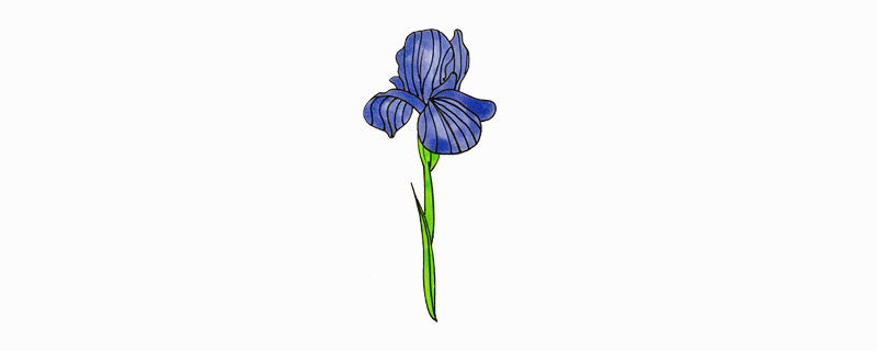 鳶尾花怎么畫