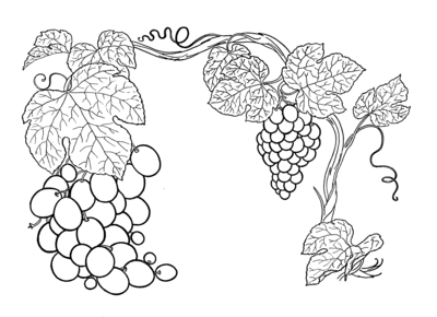 未采摘的葡萄<a href=http://www.inspiredelm.com/jianbihua/ target=_blank class=infotextkey>簡筆畫</a>