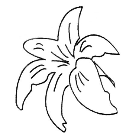 漂亮的簡筆畫花圖片，百合花簡筆畫